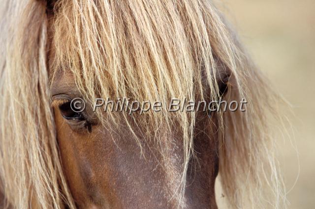 poney shetland .JPG - Poney ShetlandShetland PonyPerissodactyla, EquidaeFrance